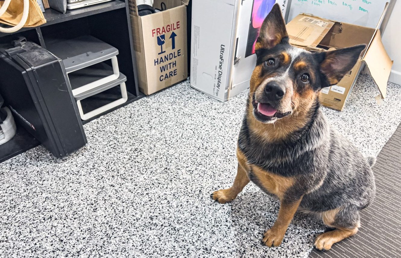 Cattle dog sitting on a grey epoxy flake garage floor