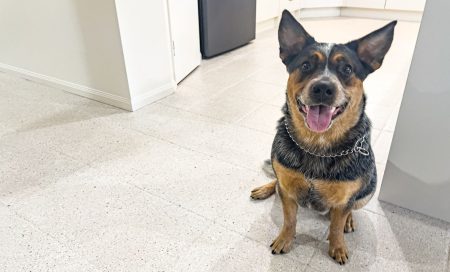 Cattle dog on light epoxy flake flooring indoors